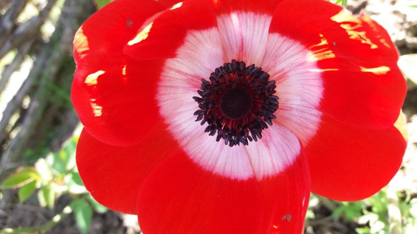  - Comana Manastirea Comana Delta Nejlovului Parcul de Aventura Comana