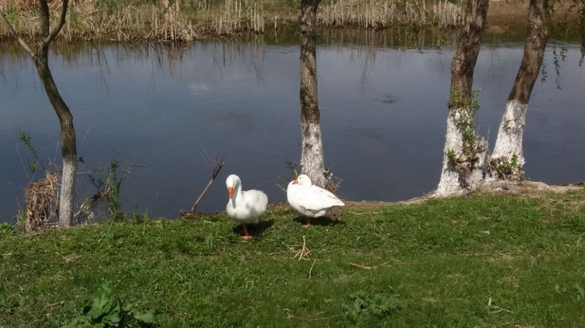 - Comana Manastirea Comana Delta Nejlovului Parcul de Aventura Comana