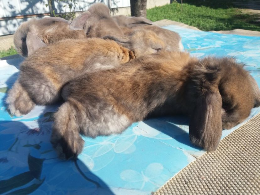 9.04.2017 - Cuib nr 3 din 15 03 2017