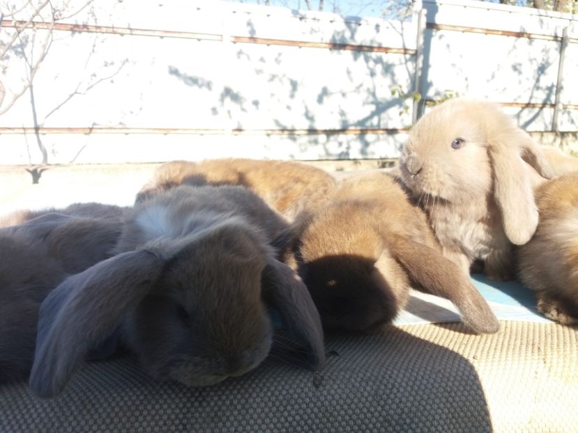 9.04.2017 - Cuib nr 3 din 15 03 2017