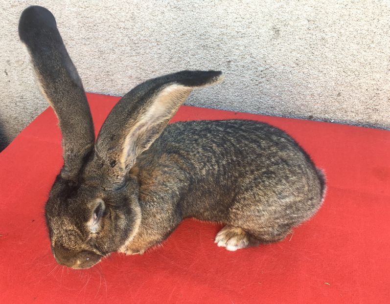 S7 1616(M) - Mascul Bruno Ohrt urechi 25cm