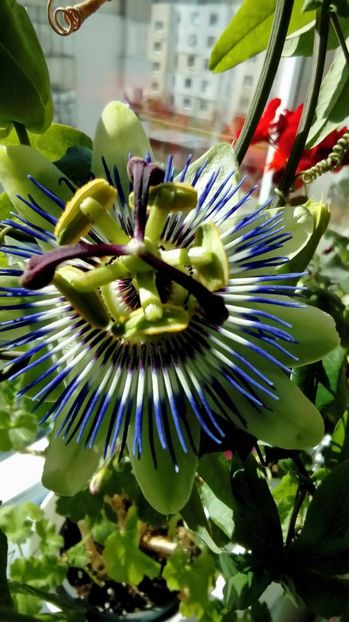 P_20170409_ - Passiflora