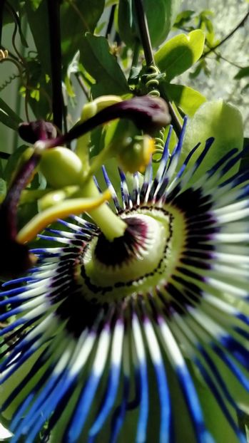 P_20170409_ - Passiflora