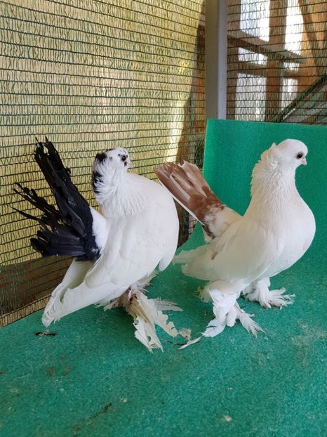  - Coada rosie o noua pereche o noua provocare