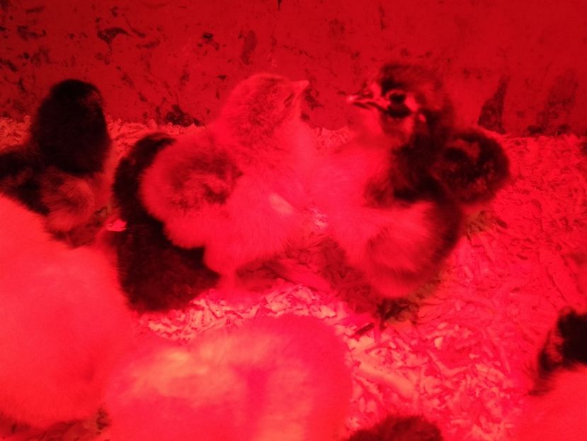 Scosi pe 8 aprilie - Seria 2