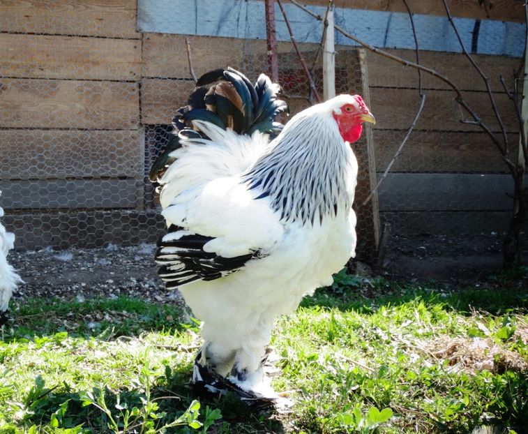  - Achizitie Ivan Ochisor