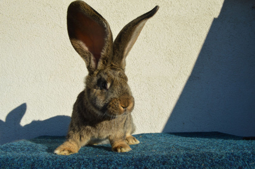 11 saptamani - Un Mascul Frumusel