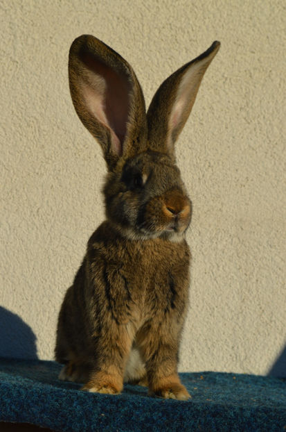 11 saptamani - Un Mascul Frumusel