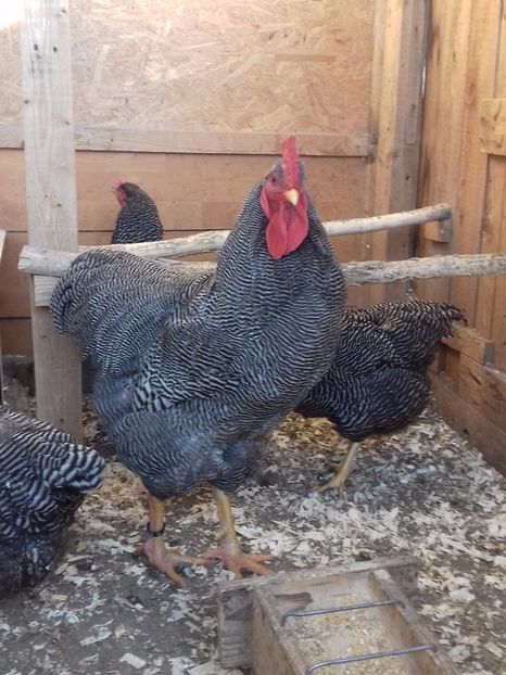  - PLYMOUTH ROCK-BARAT 2016-2017