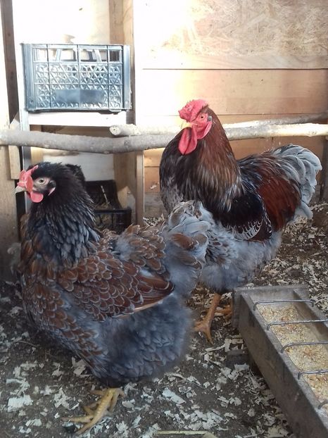  - WYANDOTTE ROSU-ALBASTRU 2016-2017