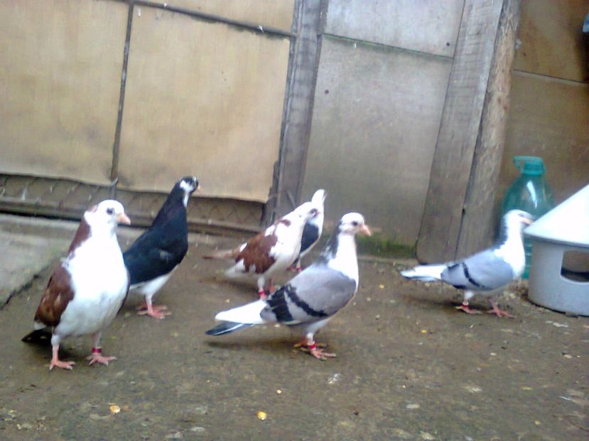 Fotografie7266 - jucatori si cazatori