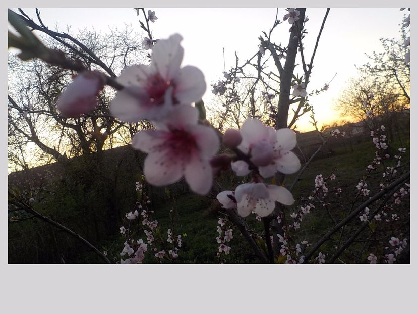  - Primavaara 2015 -2016-2017