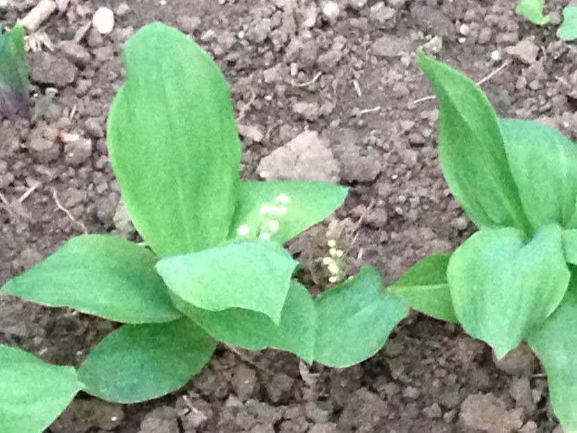 Margaritare/lacramioare - FLORILE MELE 2017