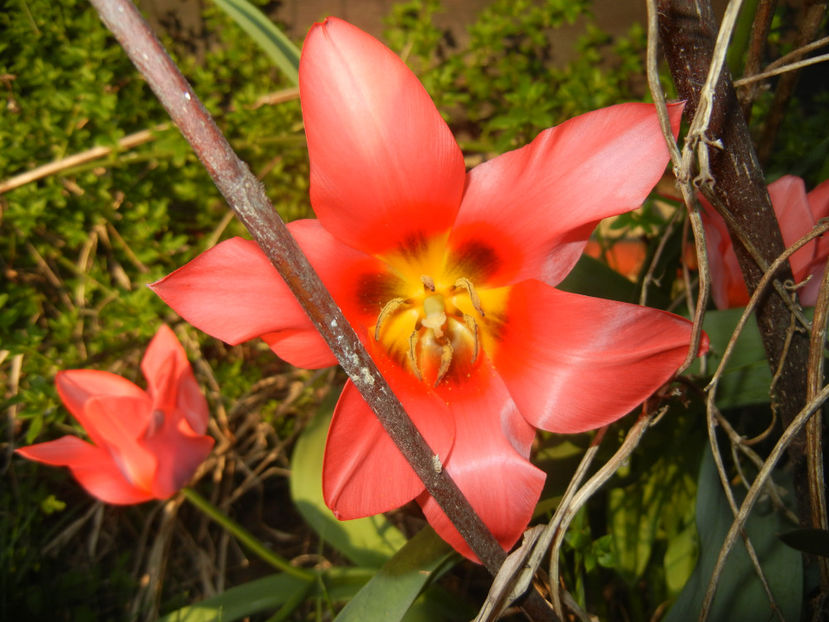 Tulipa Toronto (2017, April 02) - Tulipa Toronto