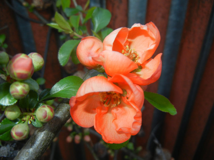 Chaenomeles japonica (2017, April 02) - Chaenomeles japonica