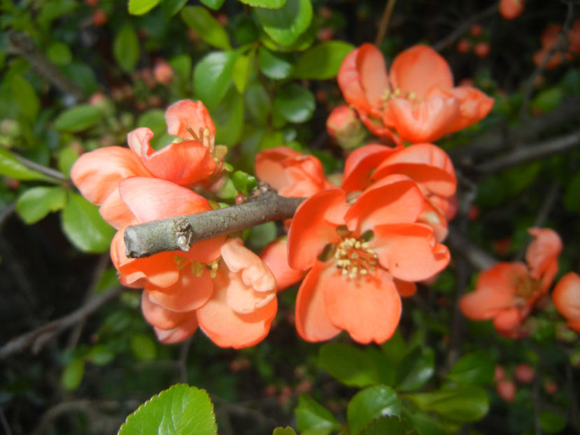 Chaenomeles japonica (2017, April 04) - Chaenomeles japonica