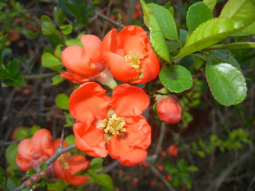 Chaenomeles japonica (2017, April 04) - Chaenomeles japonica