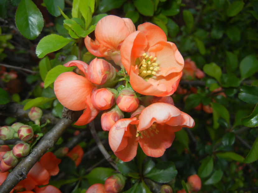 Chaenomeles japonica (2017, April 04) - Chaenomeles japonica