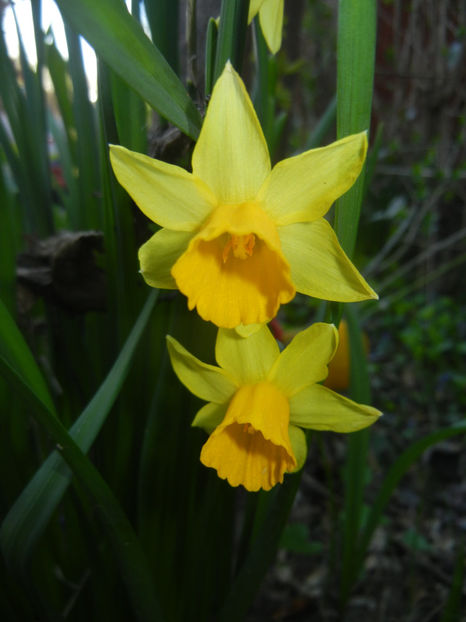 Narcissus Tete-a-Tete (2017, April 03) - Narcissus Tete-a-Tete