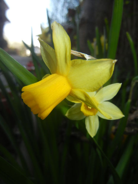 Narcissus Tete-a-Tete (2017, April 03) - Narcissus Tete-a-Tete