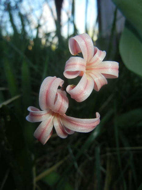 Hyacinth Gypsy Queen (2017, April 03) - Hyacinth Gypsy Queen