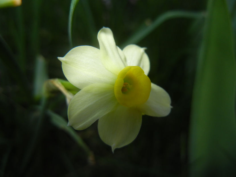 Narcissus Minnow (2017, April 03) - Narcissus Minnow