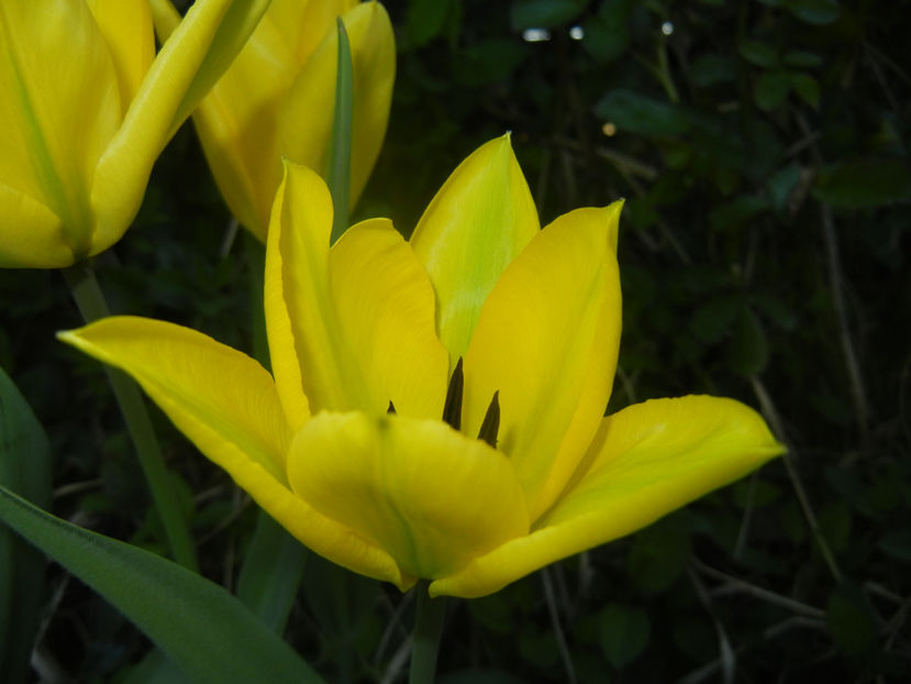 Tulipa Candela (2017, April 03) - Tulipa Candela