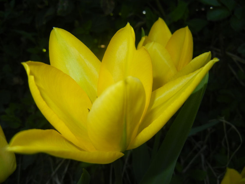 Tulipa Candela (2017, April 03) - Tulipa Candela