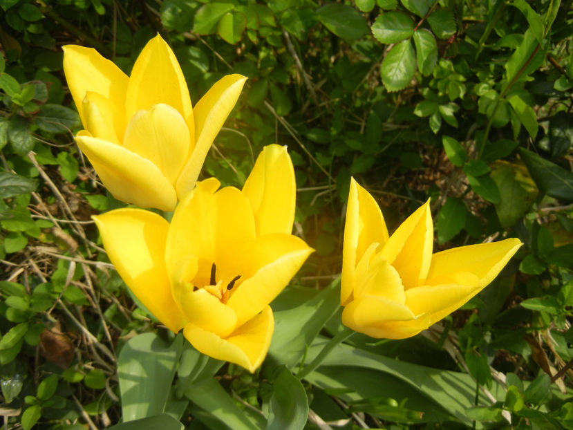 Tulipa Candela (2017, April 05) - Tulipa Candela