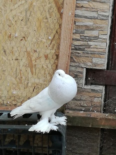  - GUSATI DE POMERANIA