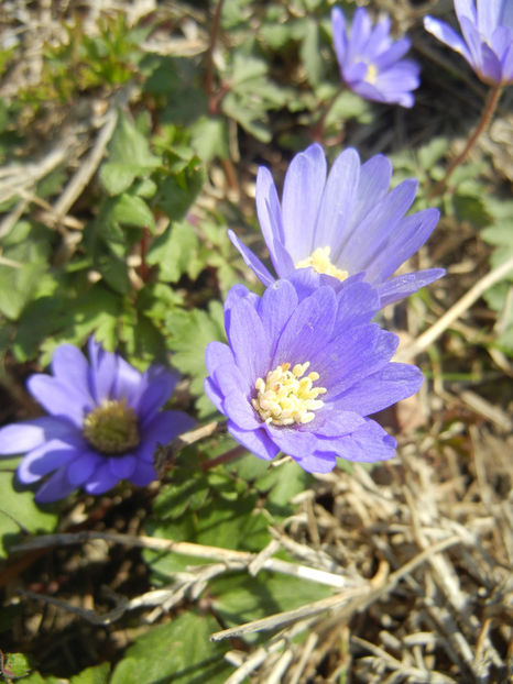 Anemone Blue Shades (2017, April 03) - Anemone Blue Shades