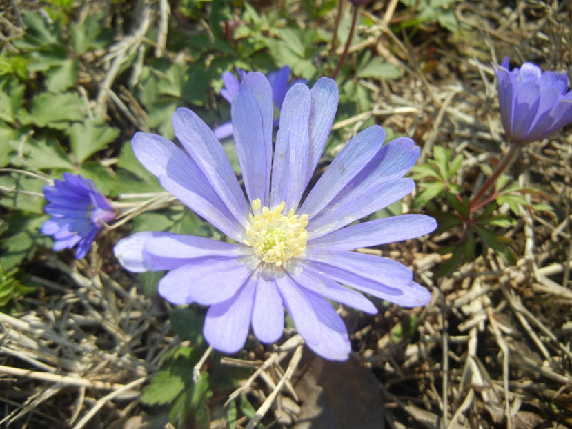 Anemone Blue Shades (2017, April 03) - Anemone Blue Shades