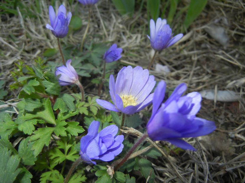 Anemone Blue Shades (2017, April 06) - Anemone Blue Shades