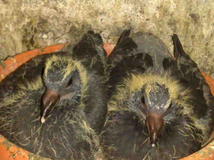  - Pui 2017-2018 -2019-2020 -2021-matca-doici-vind aproape tot lotul