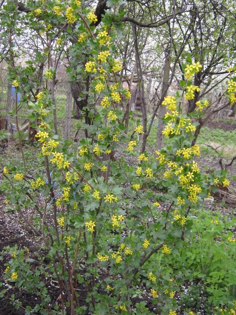  - A-A Gradina cu flori 2017