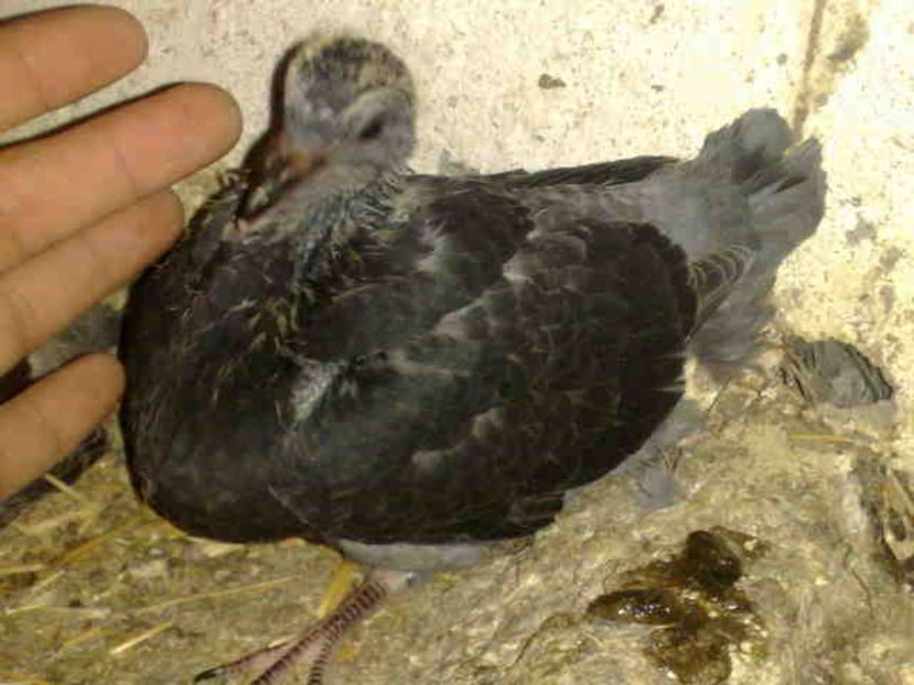  - Pui 2017-2018 -2019-2020 -2021-matca-doici-vind aproape tot lotul