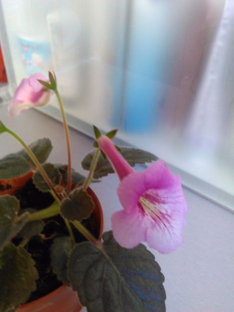  - Minisinningiile mele 2017