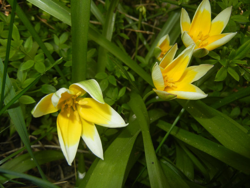 Tulipa Tarda (2017, April 05) - Tulipa Tarda