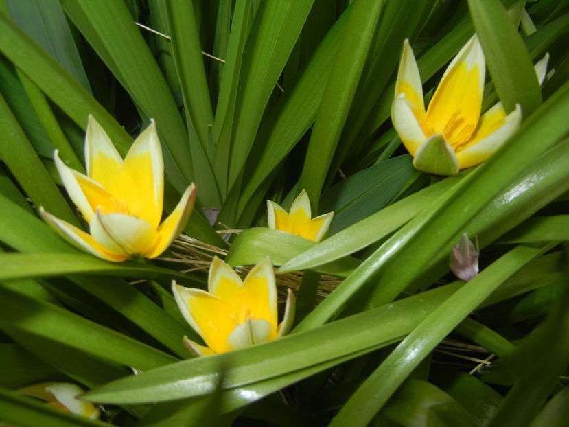 Tulipa Tarda (2017, April 05) - Tulipa Tarda