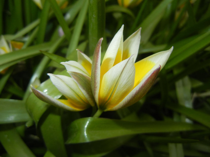 Tulipa Tarda (2017, April 05) - Tulipa Tarda