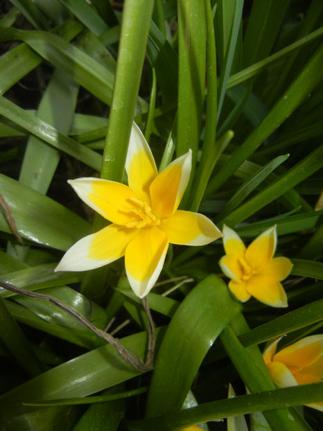 Tulipa Tarda (2017, April 06) - Tulipa Tarda