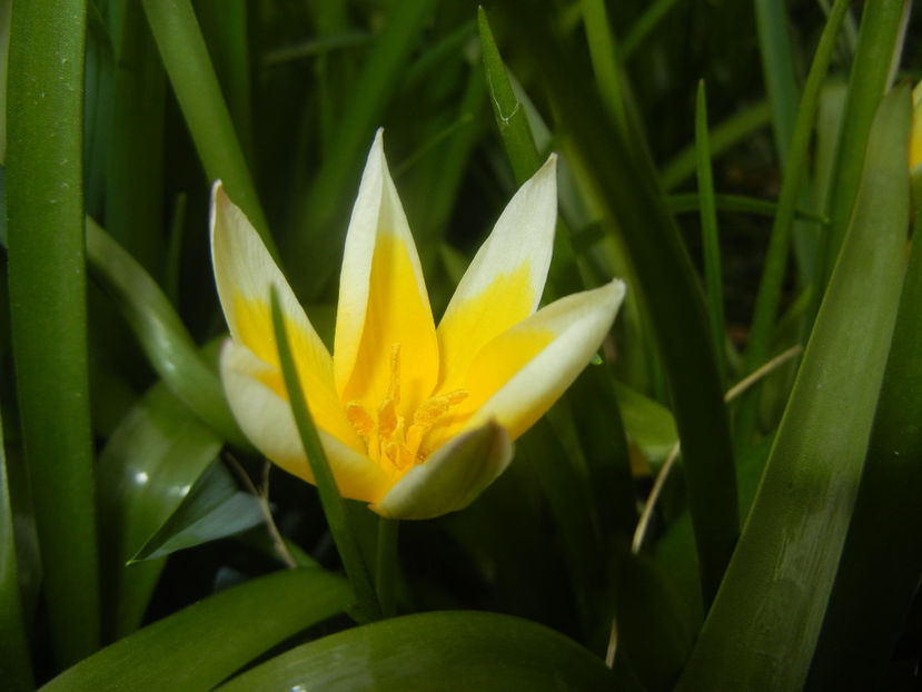 Tulipa Tarda (2017, April 05) - Tulipa Tarda