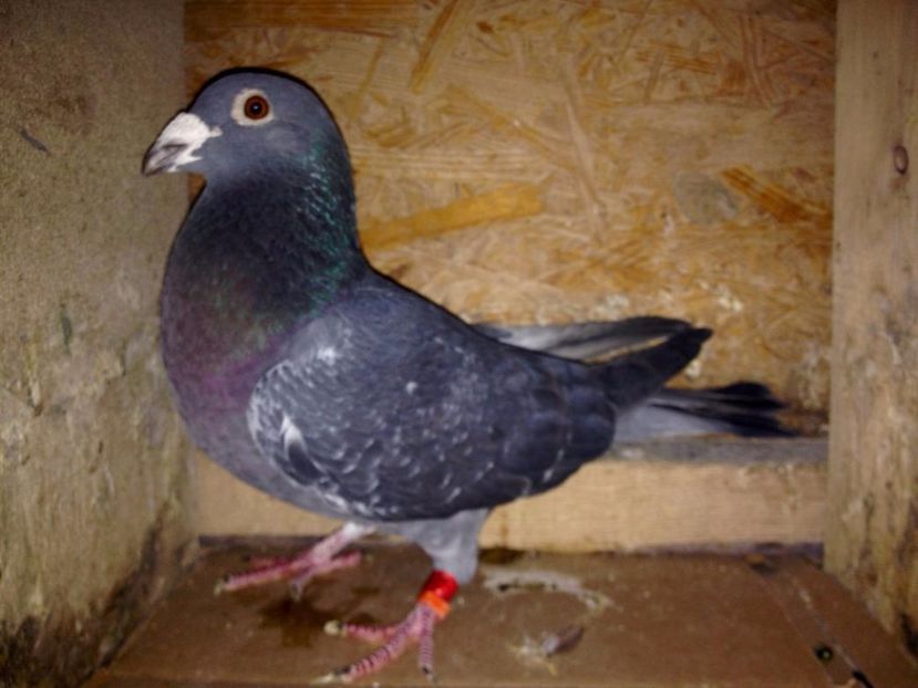 RRP-RO-3011064-2012-M-foto - NOI ACHIZITII PE 2017