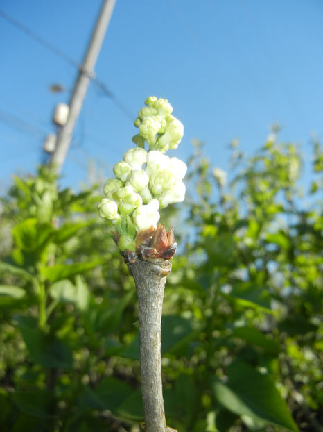 White Lilac Tree (2017, April 03) - Syringa vulgaris White