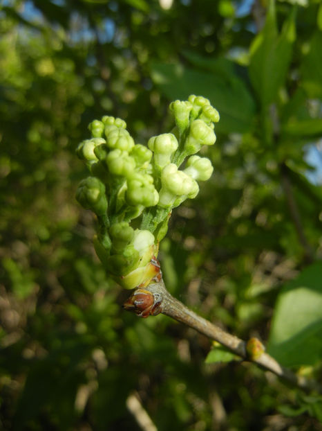 White Lilac Tree (2017, April 03) - Syringa vulgaris White