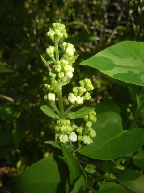 White Lilac Tree (2017, April 03) - Syringa vulgaris White