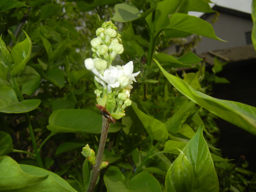 White Lilac Tree (2017, April 05) - Syringa vulgaris White