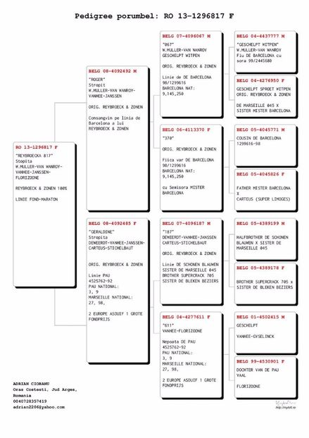 Adrian-Ciobanu-RO-1296817-2013-F-pedigree - NOI ACHIZITII PE 2017