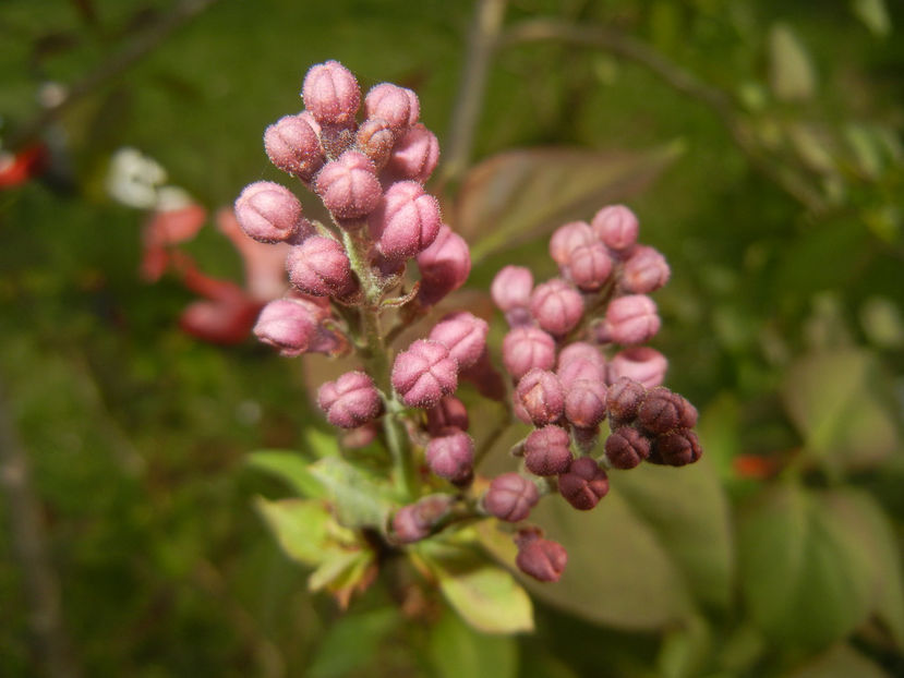 Syringa vulgaris. Lilac (2017, April 05) - Syringa vulgaris Lilac