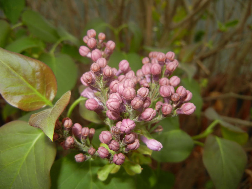 Syringa vulgaris_Lilac (2017, April 05) - Syringa vulgaris Lilac